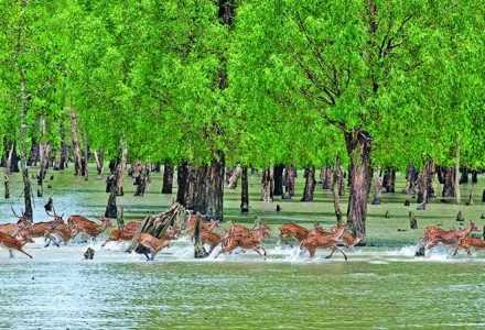 sundarban